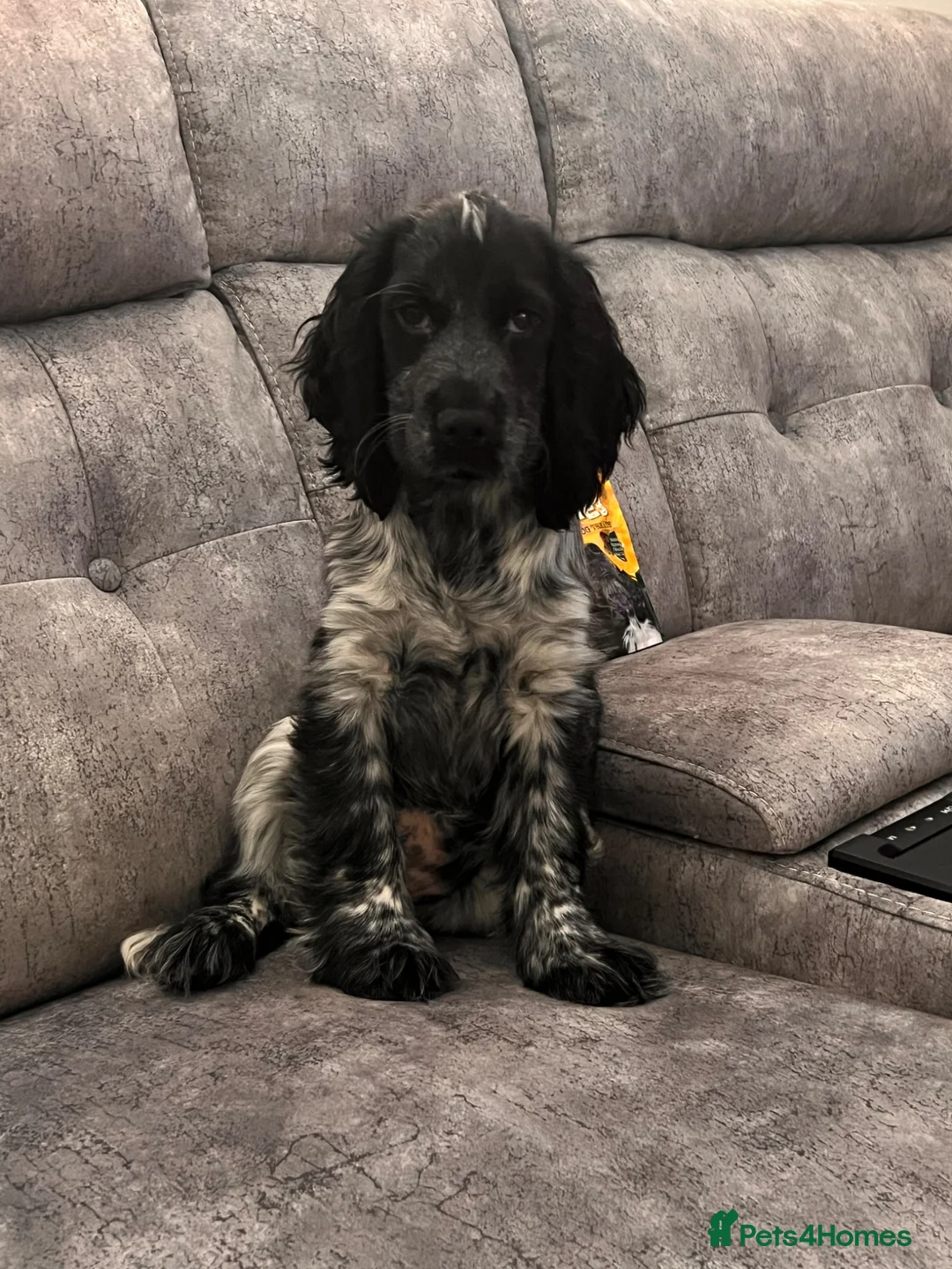 Cocker Spaniel dogs for sale: Show cocker spaniel  - Advert 1