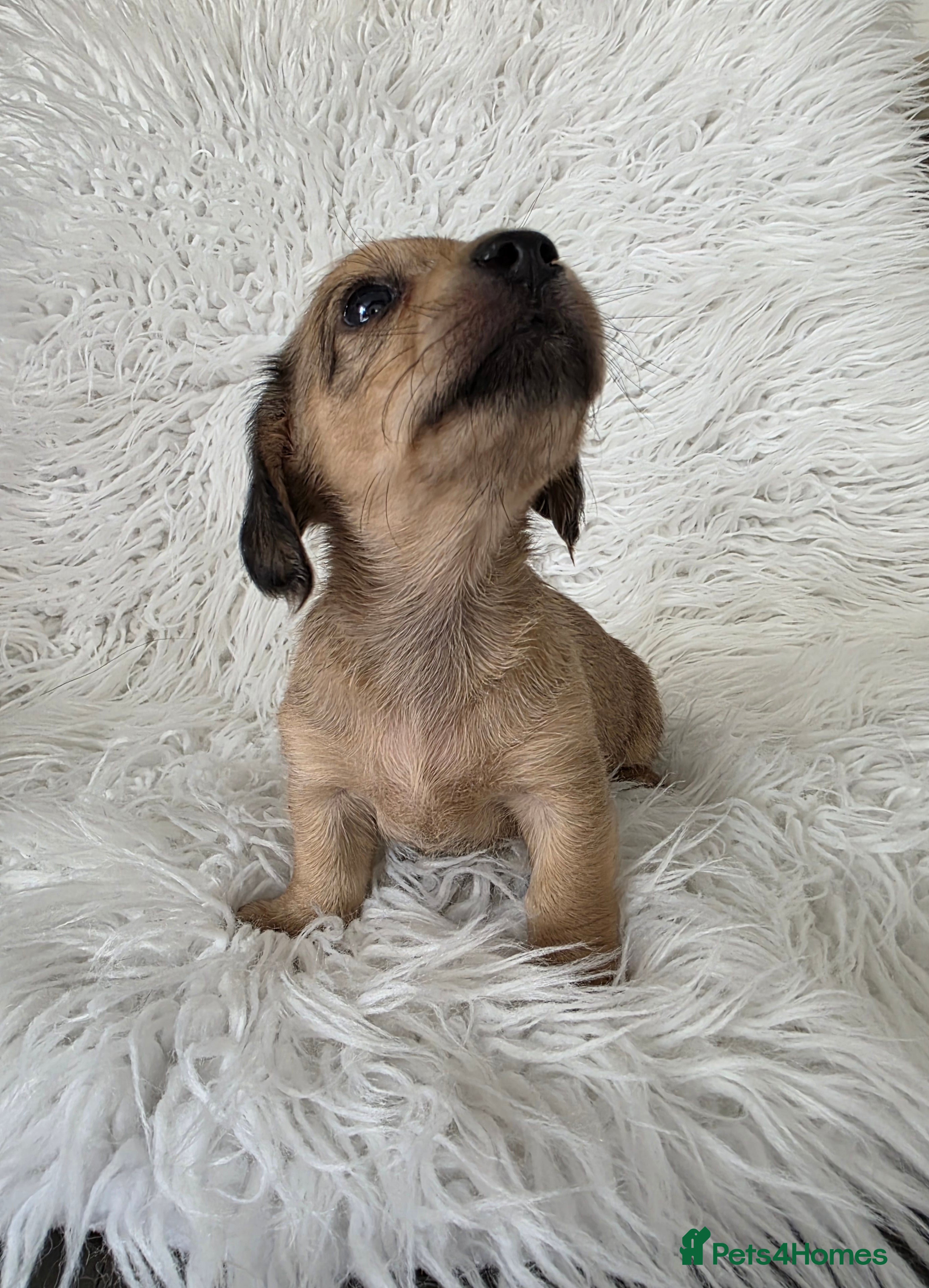 Miniature Dachshund dogs KC reg, solid Black puppies  - Advert 2