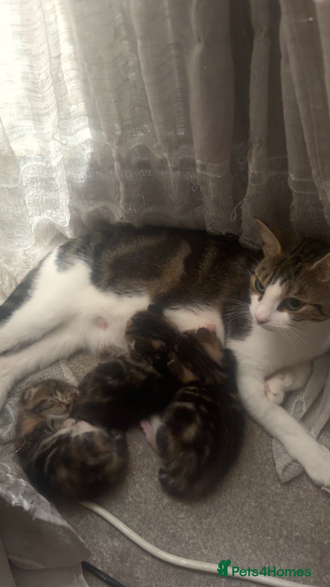 Domestic Shorthair cats Tabby kittens  - Advert 5