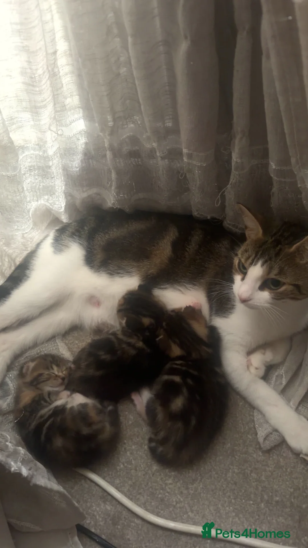 Domestic Shorthair cats for sale: Tabby kittens  - Advert 1