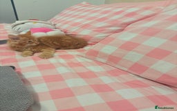 British Longhair cats for sale: Cute furry Ginger boy  - Image 3