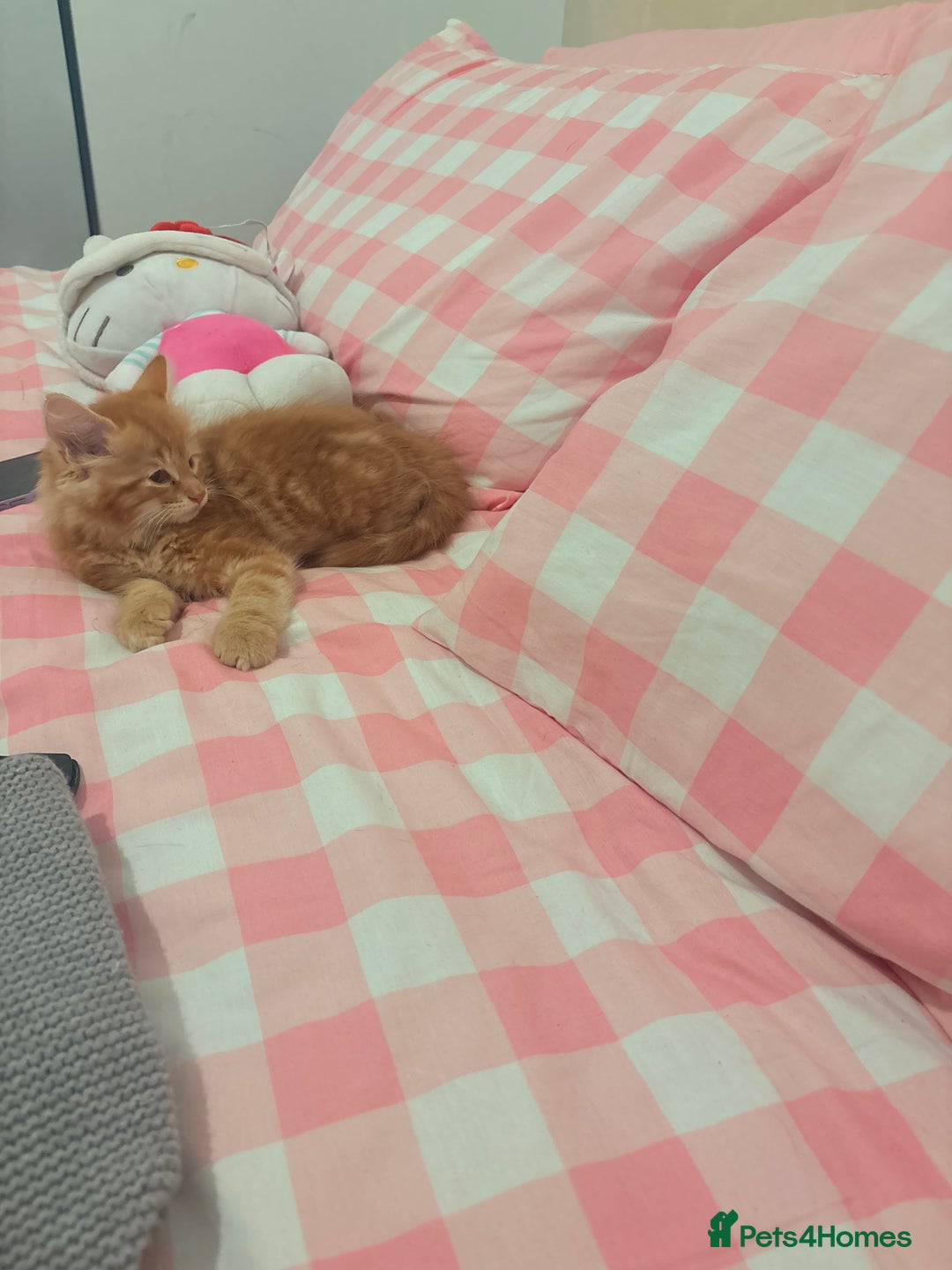 British Longhair cats for sale: Cute furry Ginger boy  - Image 3