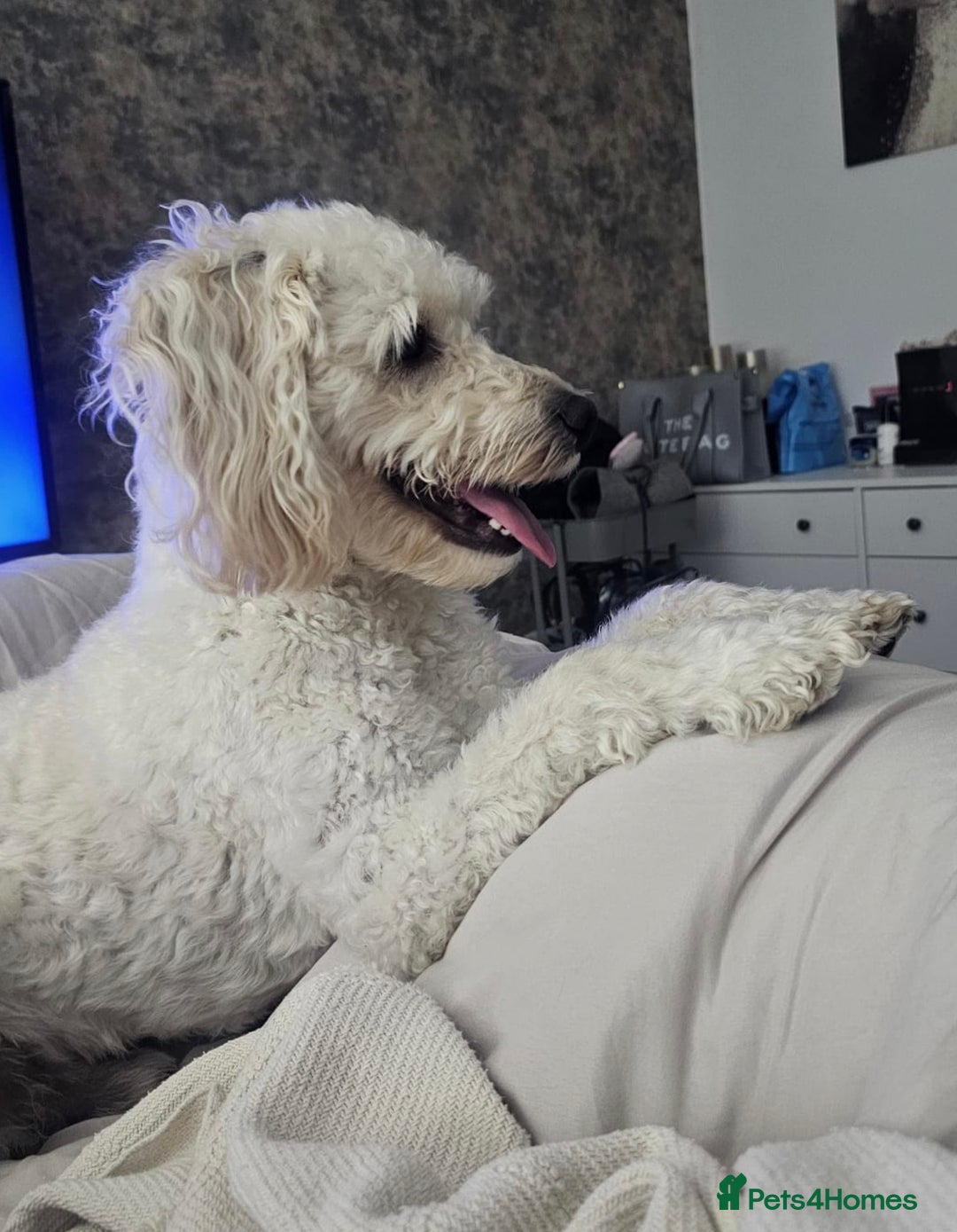 Cockapoo dogs for stud:  Cockapoo Stud  - Advert 1