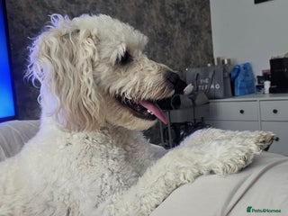 Cockapoo dogs Cockapoo Stud - Advert 2