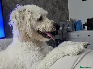 Cockapoo dogs Cockapoo Stud - Advert 1