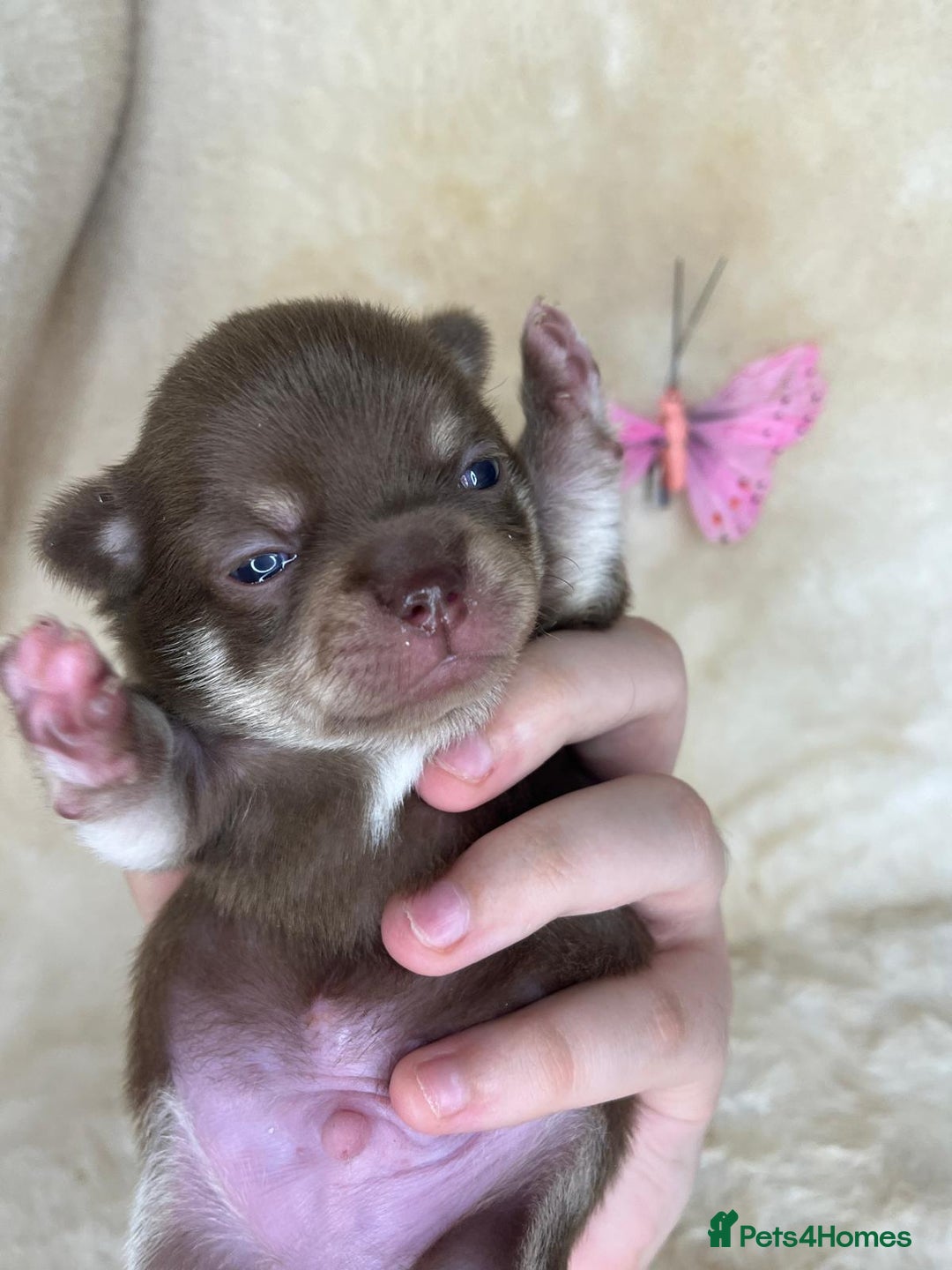 Chihuahua dogs for sale: Chihuahua 2 boys. Chocolate and black  - Image 6