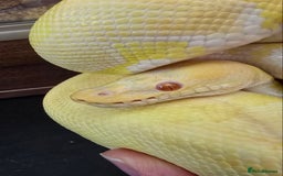 Python Snake reptiles for sale: Albino Enchi Royal Python (aka Ball Python) - Image 9