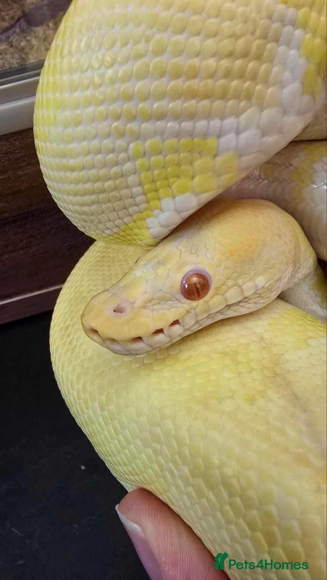 Python Snake reptiles for sale: Albino Enchi Royal Python (aka Ball Python) - Image 9