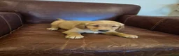 Golden Retriever dogs for sale: Gorgeous dark kc golden retriever pups - Advert 13