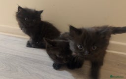 Bombay cats for sale: Adorable Kittens Looking for Their Forever Homes! - Advert 2