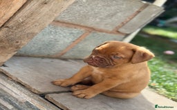 Dogue De Bordeaux dogs for sale: available now female dogue de bordeaux puppy - Image 3