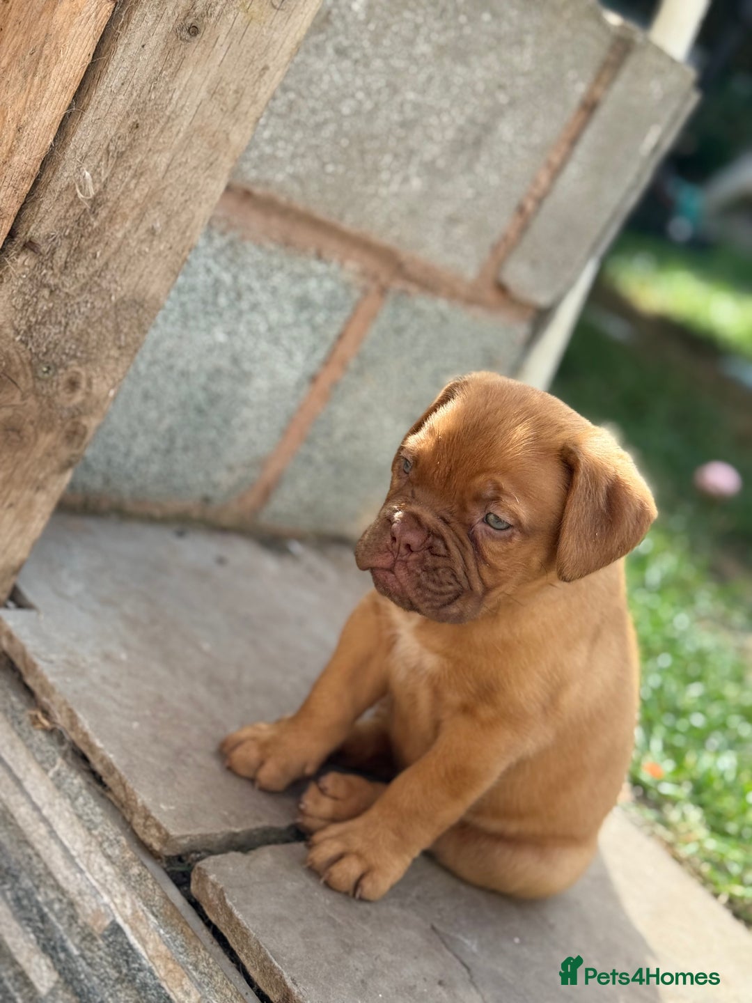 Dogue De Bordeaux dogs for sale: available now female dogue de bordeaux puppy - Image 3