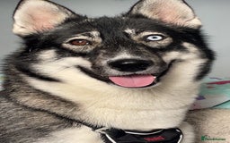 Siberian Husky dogs for sale: Siberian husky  - Image 7