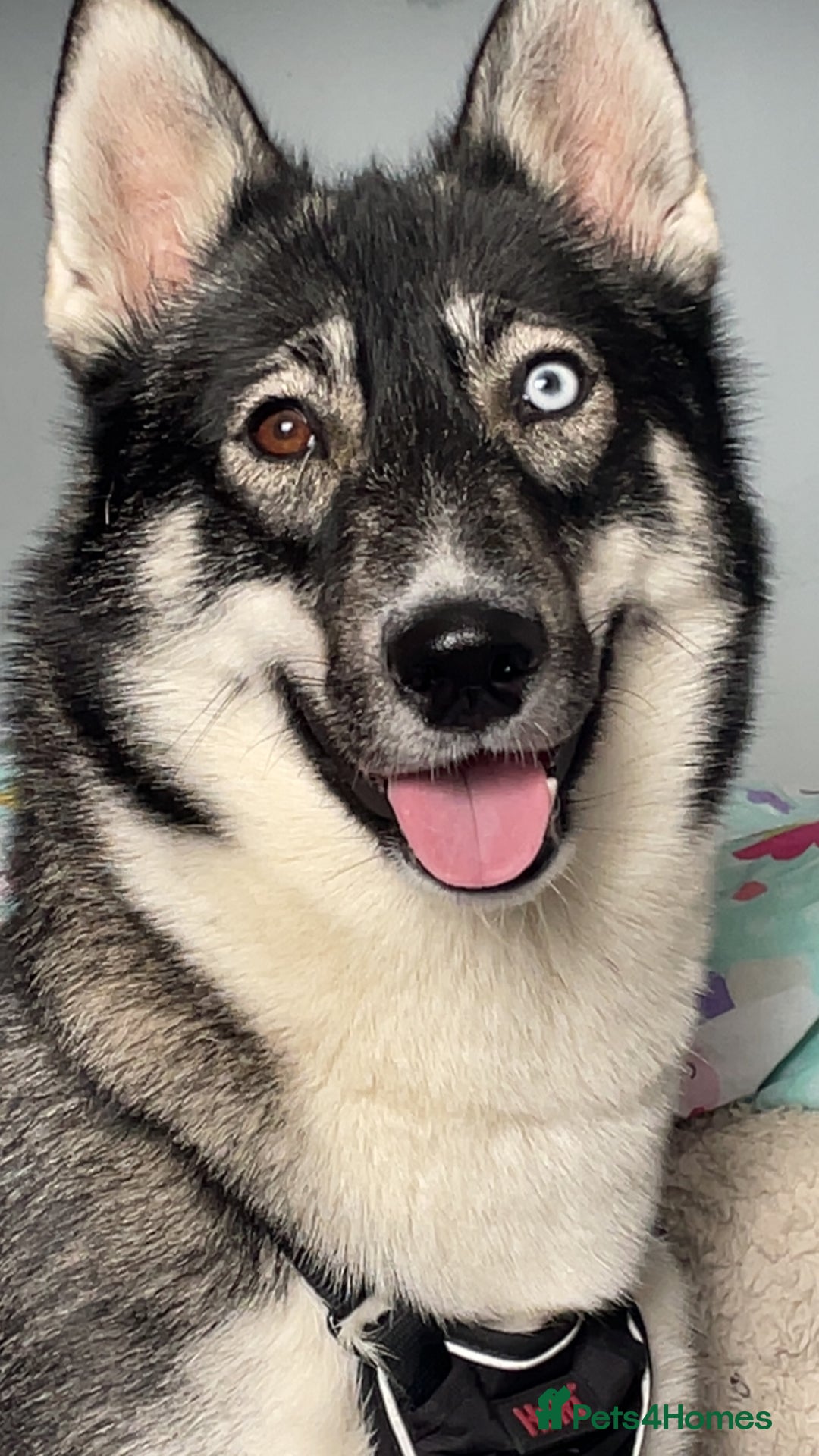Siberian Husky dogs for sale: Siberian husky  - Image 7
