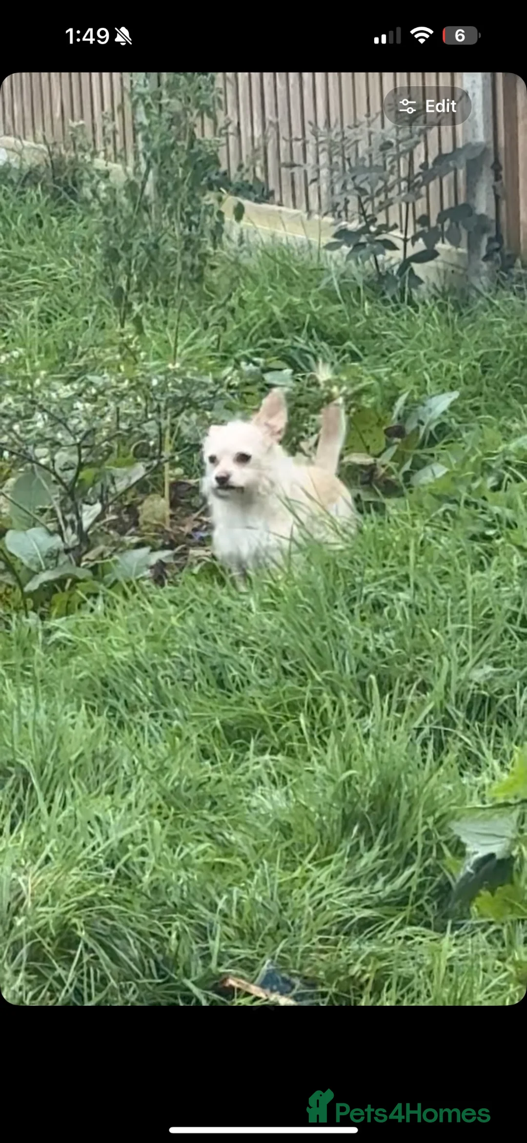 Mixed Breed dogs for sale: April in South Croydon - Advert 2
