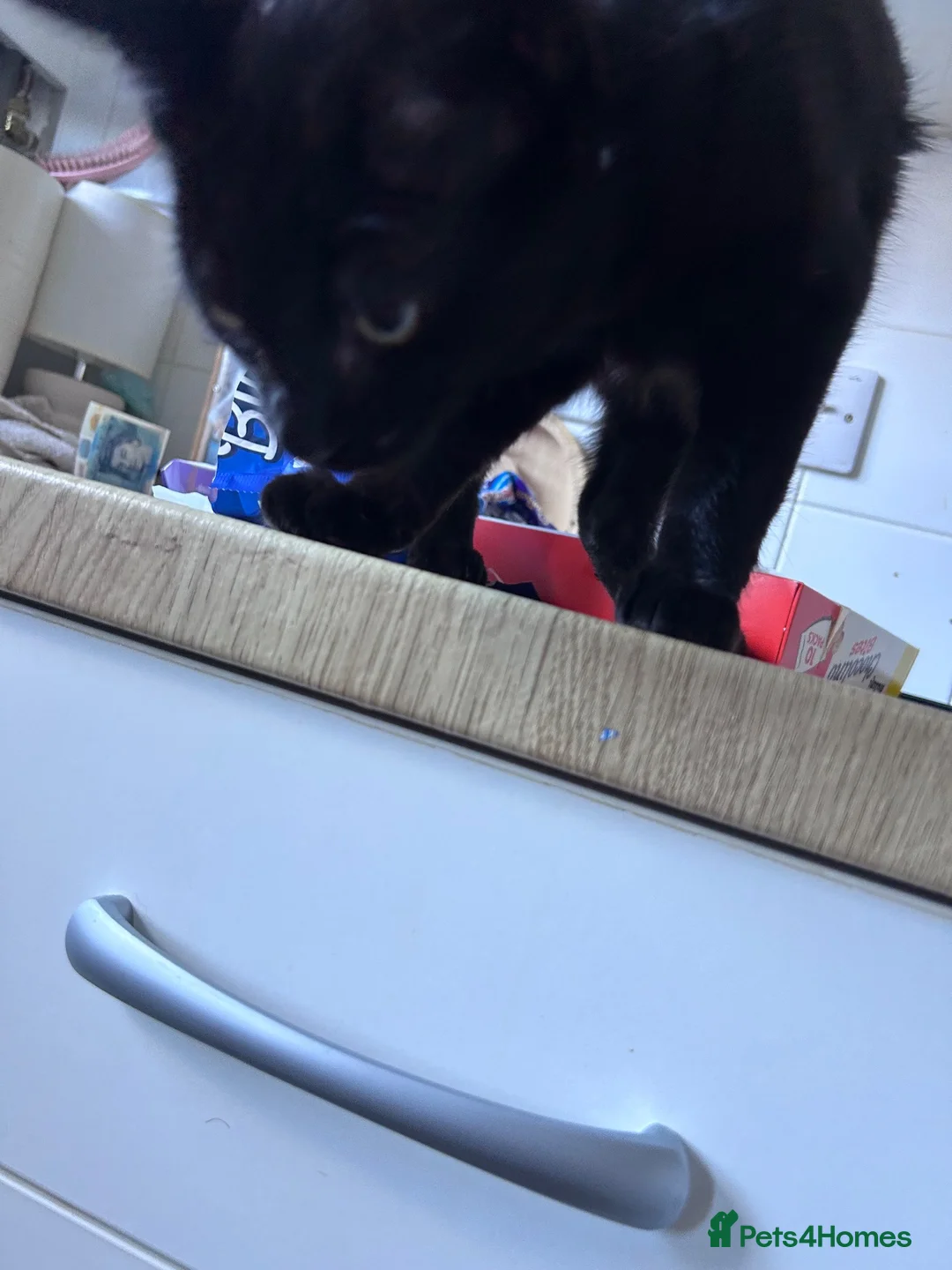 Bombay cats for sale: Prince - Advert 2