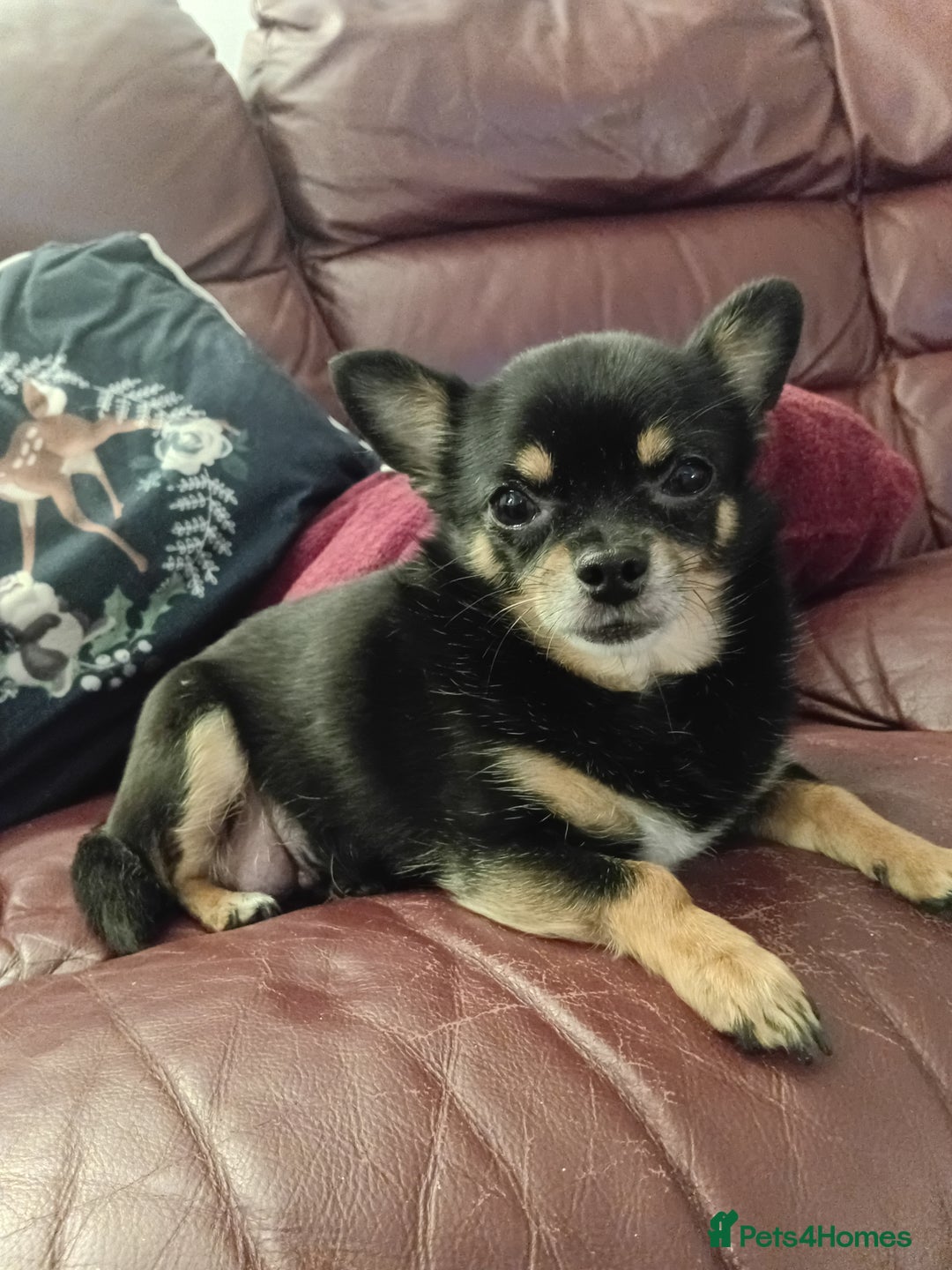 Chihuahua dogs for sale: Lilac and tan chihuahua boy ( ** ) - Advert 1