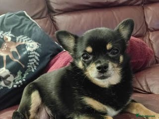 Chihuahua dogs Lilac and tan chihuahua boy (teacup) - Advert 3