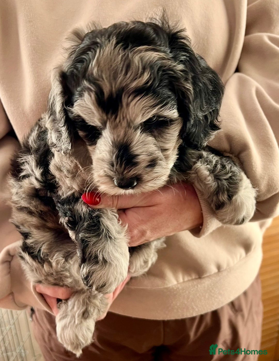 Labradoodle dogs for sale: F1b Labradoodles, Miniature Health tested parents - Advert 21