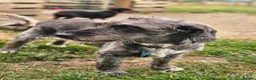 Jackapoo dogs for sale: Jackapoo Poodle x Jack Russell F1  in Clitheroe - Advert 3