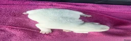 Jack Russell dogs for sale: Parson jack russles 5 boys 2 girls  - Advert 18