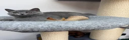 British Shorthair cats for sale: British shorthair Kitten  - Advert 5