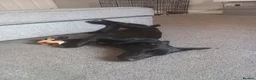 Springador dogs for sale: Springador 7 months old in Bolton - Advert 1