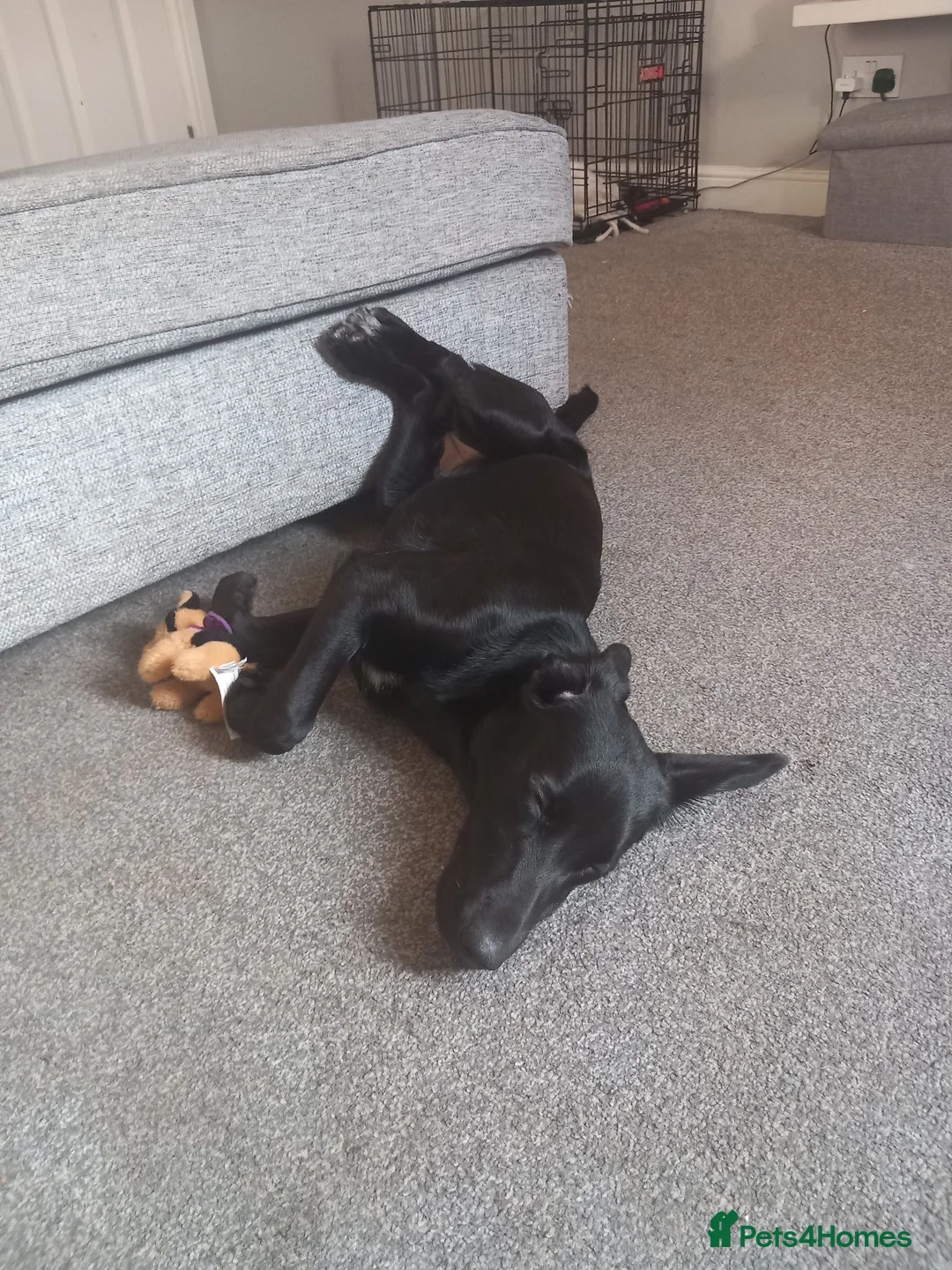 Springador dogs for sale: Springador 7 months old in Bolton - Advert 1