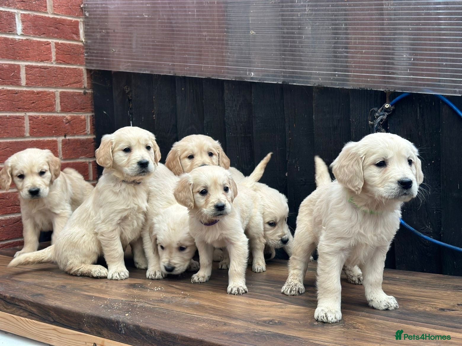 Golden Retriever dogs *READY NOW * Golden Retriever Puppies  - Advert 4