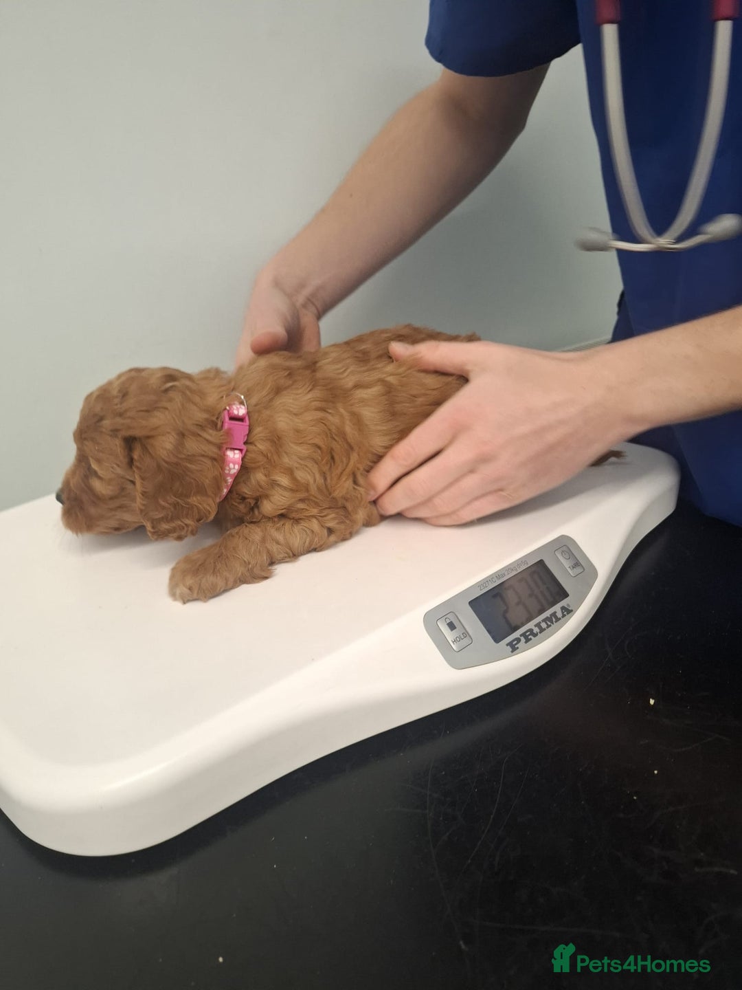 Cockapoo dogs for sale: Red cockerpoo pups  - Advert 9