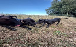 Staffordshire Bull Terrier dogs for sale: Staffy Puppy's for sell in Liverpool - Image 5