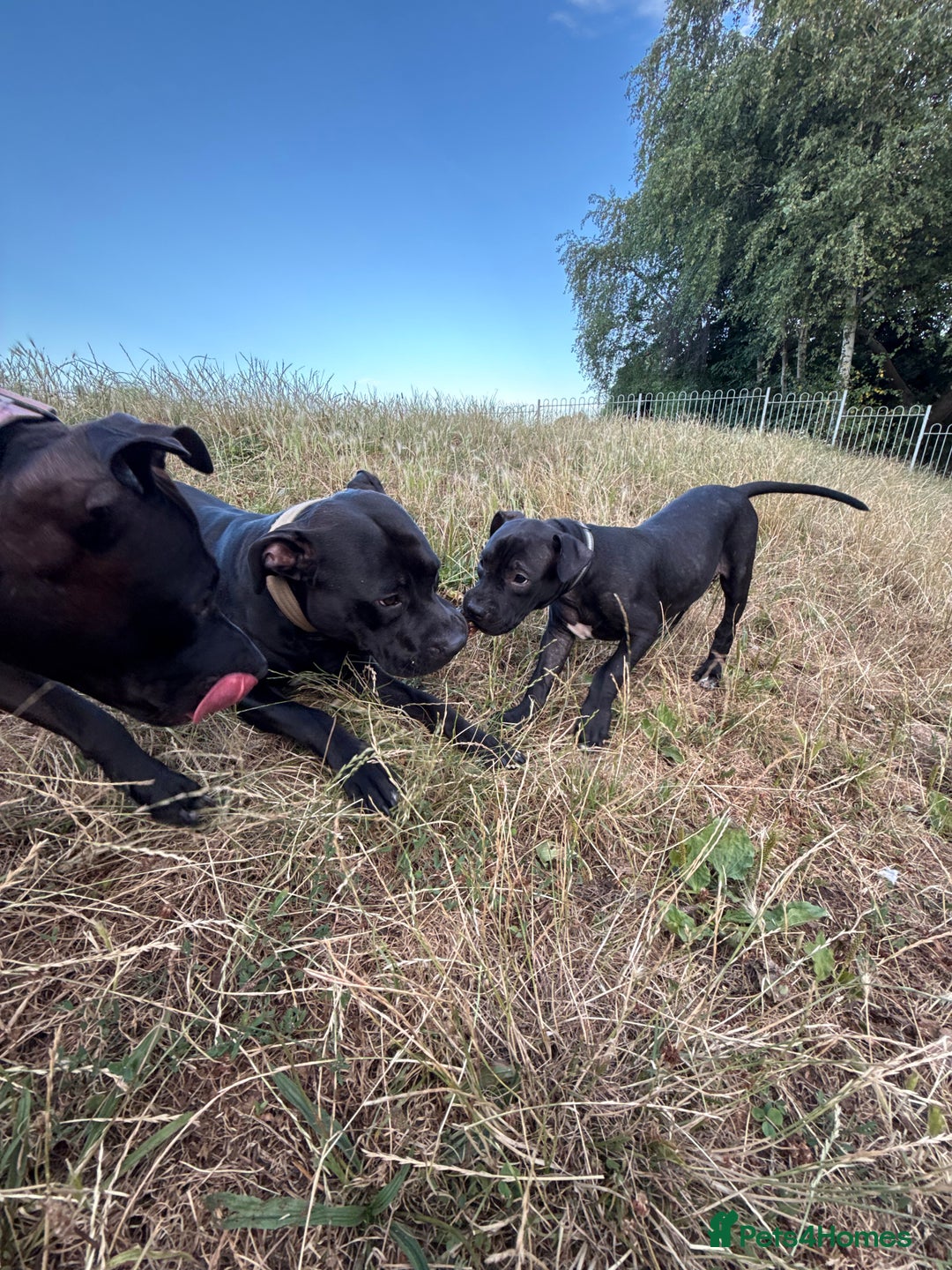 Staffordshire Bull Terrier dogs for sale: Staffy Puppy's for sell in Liverpool - Image 5