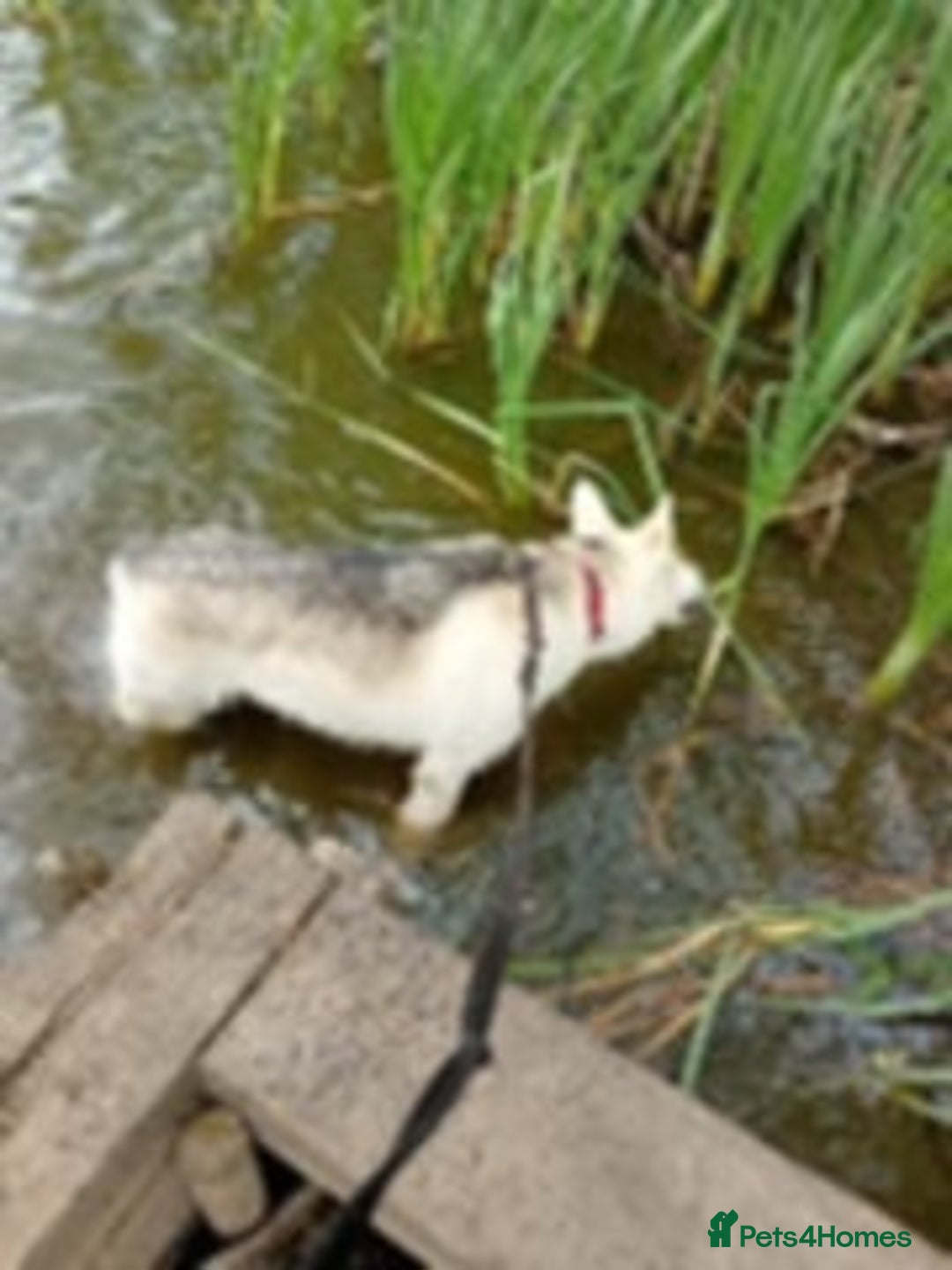 Shepsky dogs for sale: Bear shepsky  looking for his perfect home - Image 7