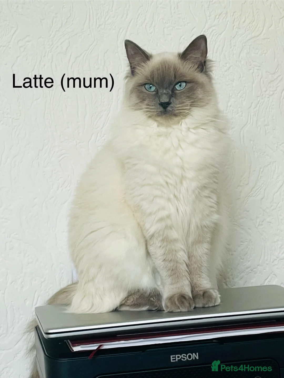 Ragdoll cats for sale: 🐱Luxury Ragdoll kittens🐱Beautiful BluePoint🐱 - Advert 2