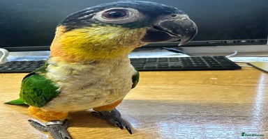 Parrots birds Black Headed Caique - Advert 11