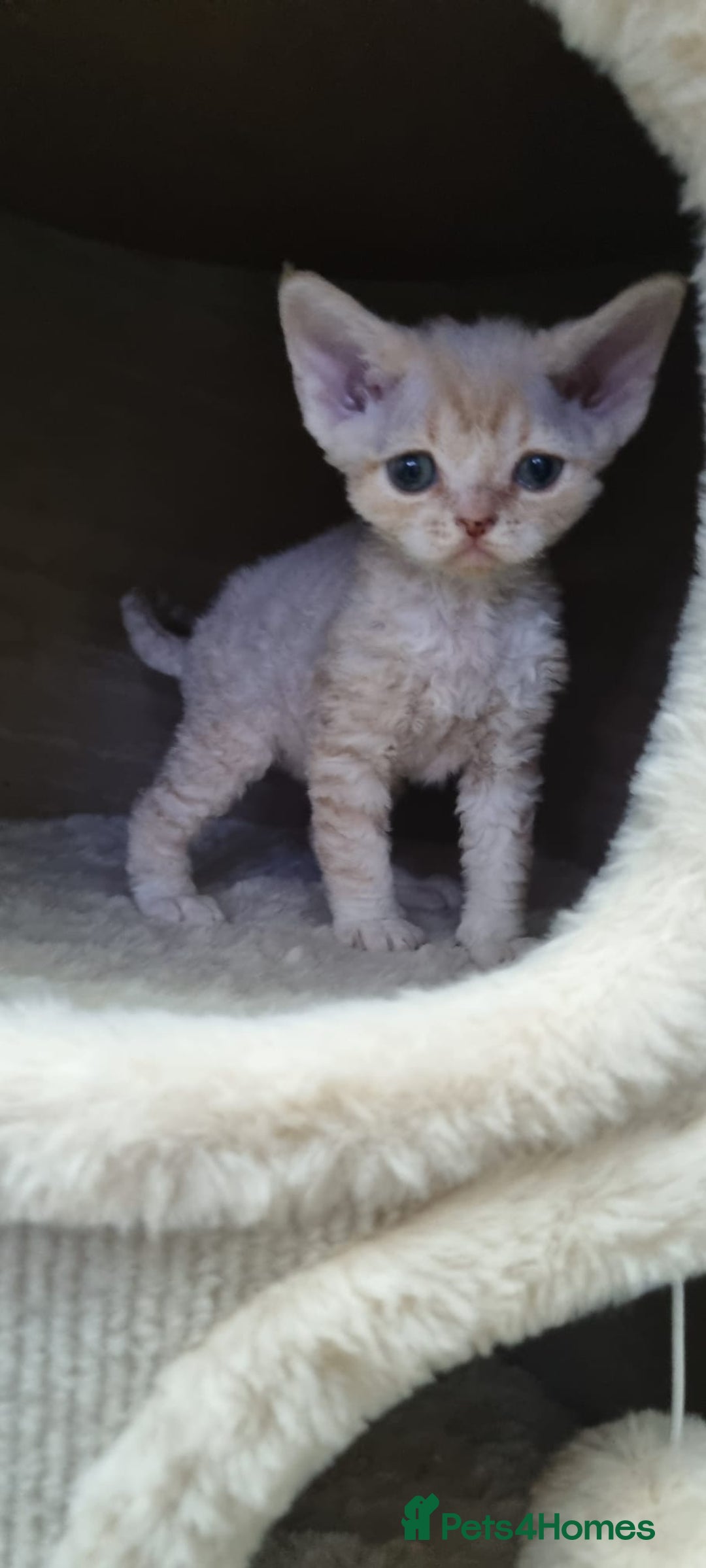 Devon Rex cats for sale: ❤️ Gorgeous Devon Rex Girls ❤️ - Advert 8