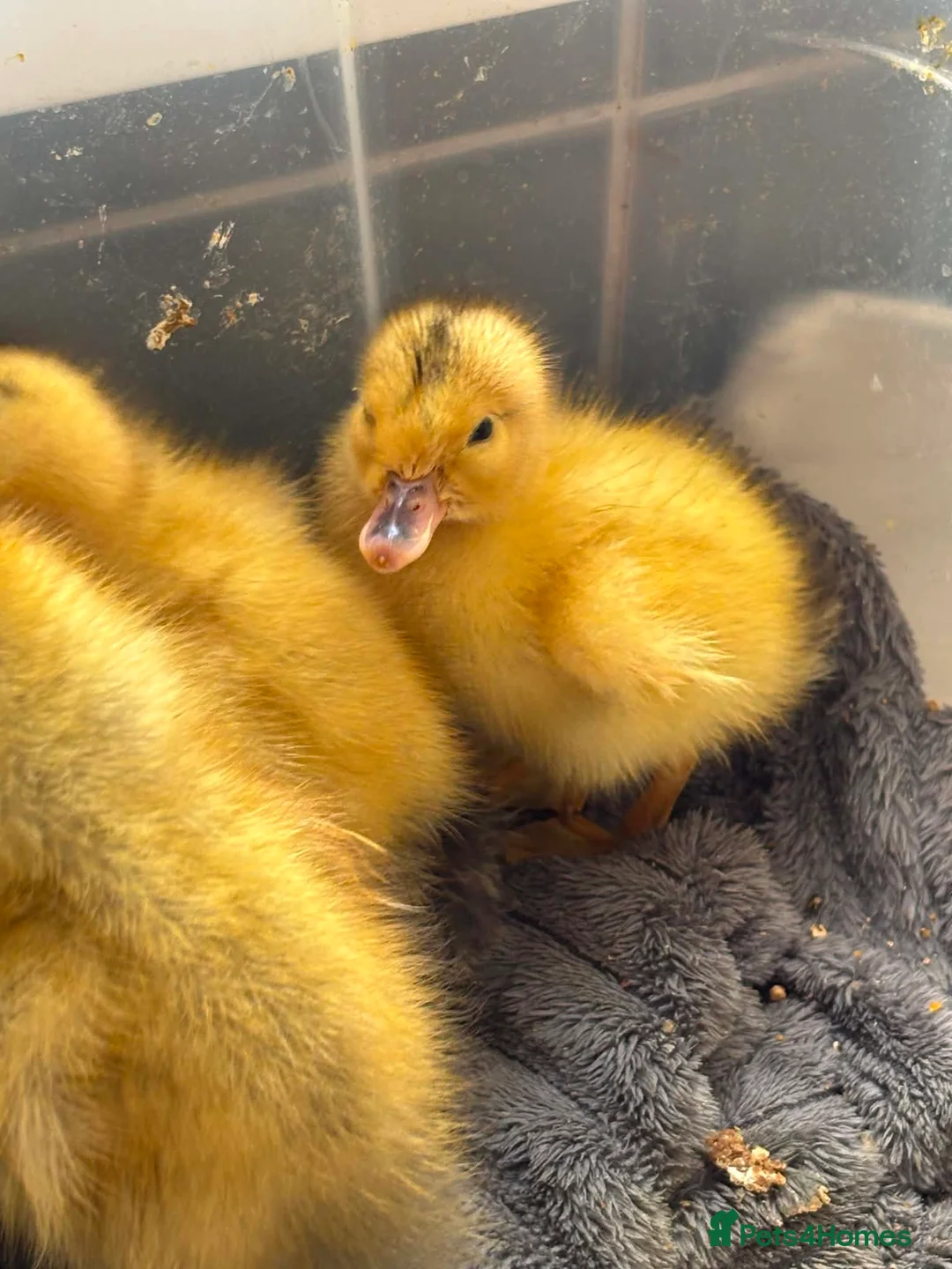 Ducks poultry for sale: Muscovy and silver appleyard ducklings pairs LN4 - Advert 2