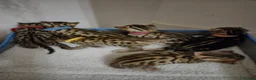 Bengal cats for sale: 🐾 6 BEAUTIFUL BENGAL KITTENS 🐈‍⬛ 🐾  - Advert 1