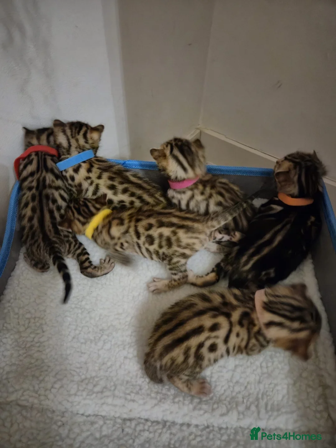 Bengal cats for sale: 🐾 6 BEAUTIFUL BENGAL KITTENS 🐈‍⬛ 🐾  - Advert 1