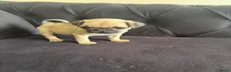 Pug dogs for sale: Pug Puppies - Advert 6