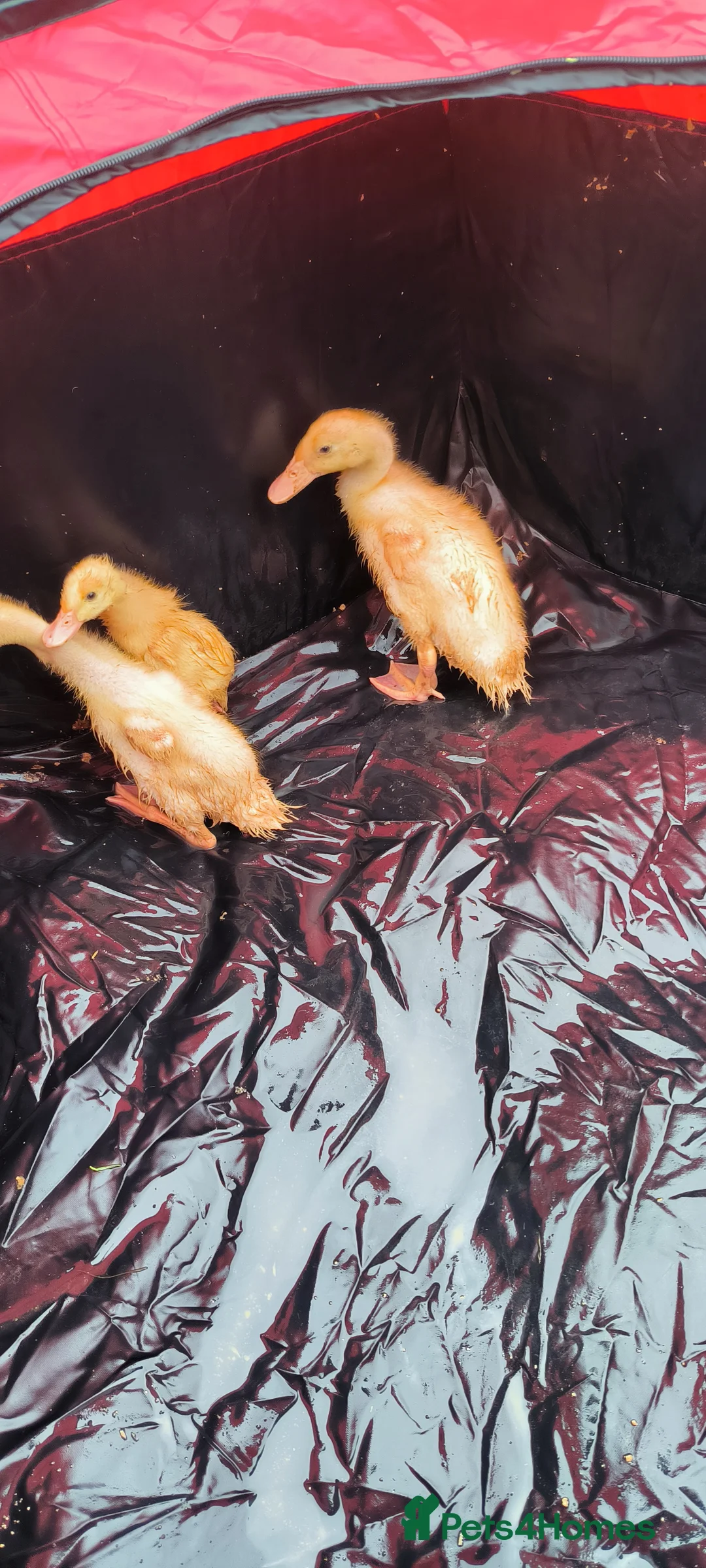 Ducks poultry for sale: Indian Runnner Ducks  in Thurso - Advert 2