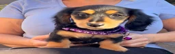 Miniature Dachshund dogs for sale: Long Haired - READY NOW. - Advert 3