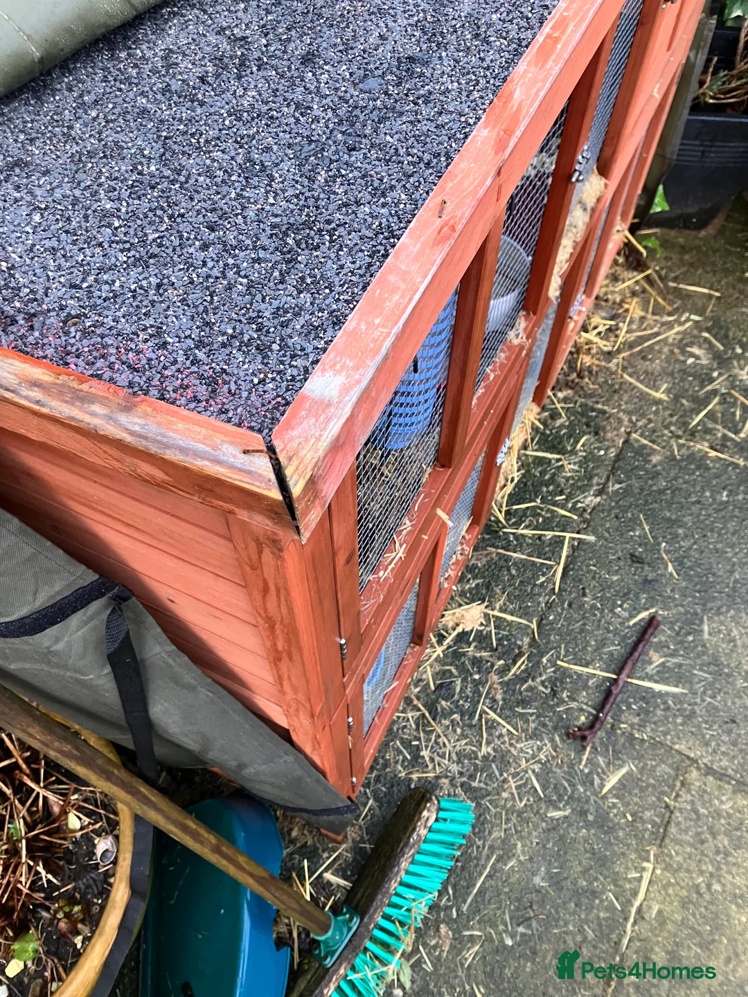 English Lop rabbits for sale: English Lop Bunny & Hutch for Sale - Advert 8