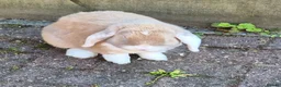 Mini Lop rabbits for sale: Bonded pair with hutch etc  in Nottingham - Advert 3