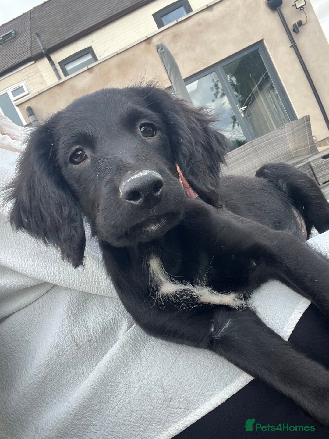 Mixed Breed dogs for sale: * Spangold Retrievers 2 beautiful boys left * - Image 1