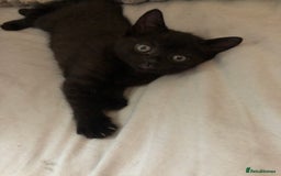 Mixed Breed cats for sale: 2 stunning kittens x - Image 9