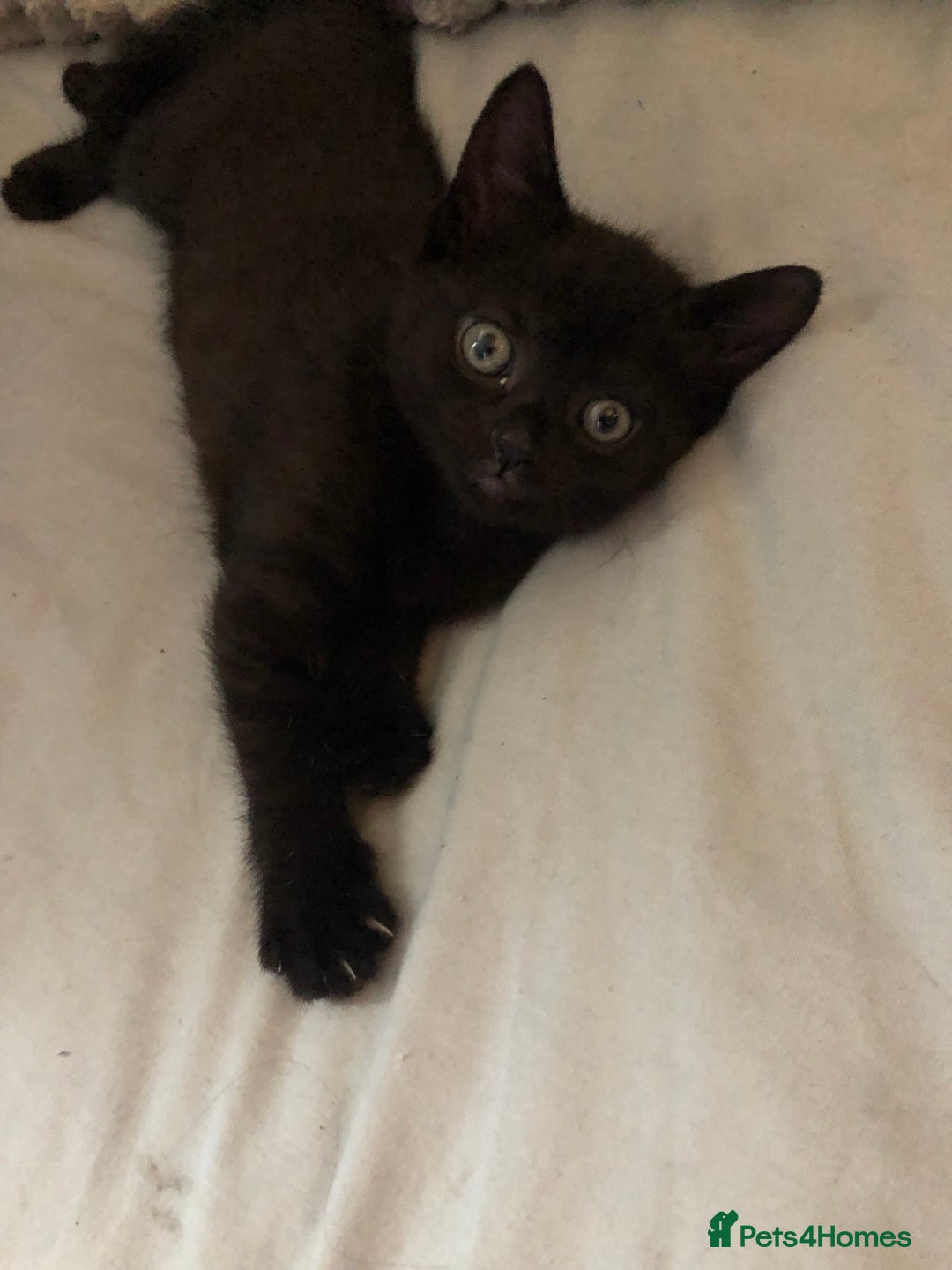 Mixed Breed cats for sale: 2 stunning kittens x - Image 9