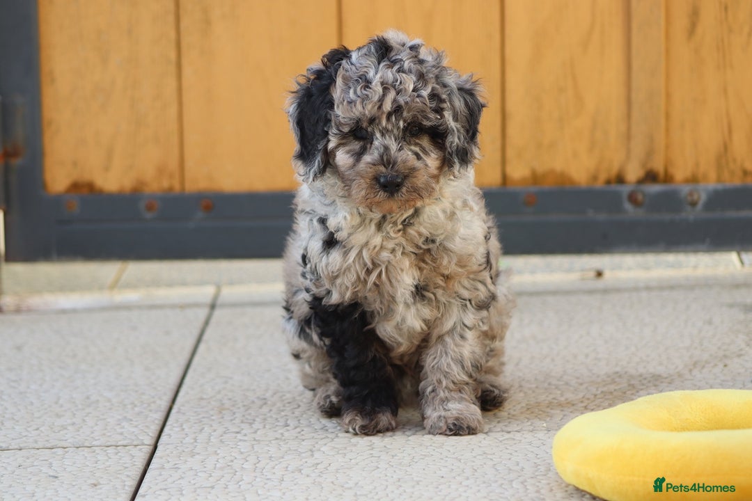 Cavapoo dogs for sale: Beautiful Cavapoochons for sale  - Image 40