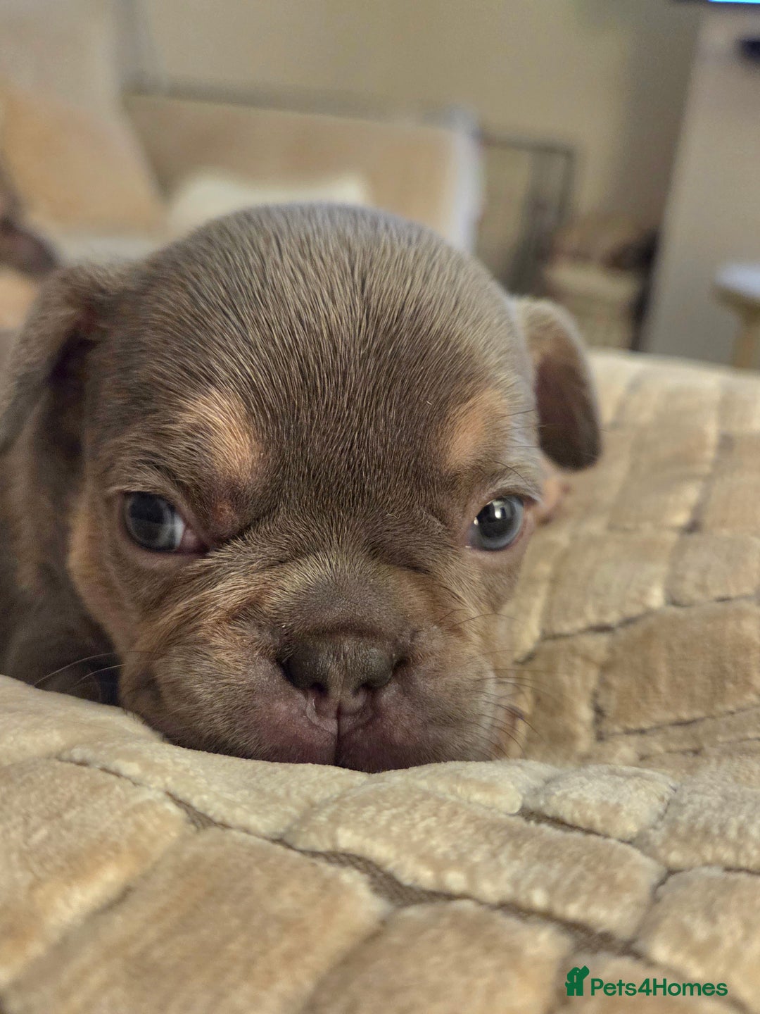 French Bulldog dogs for sale: Isabella & lilac & tan chunky frenchies - Advert 33