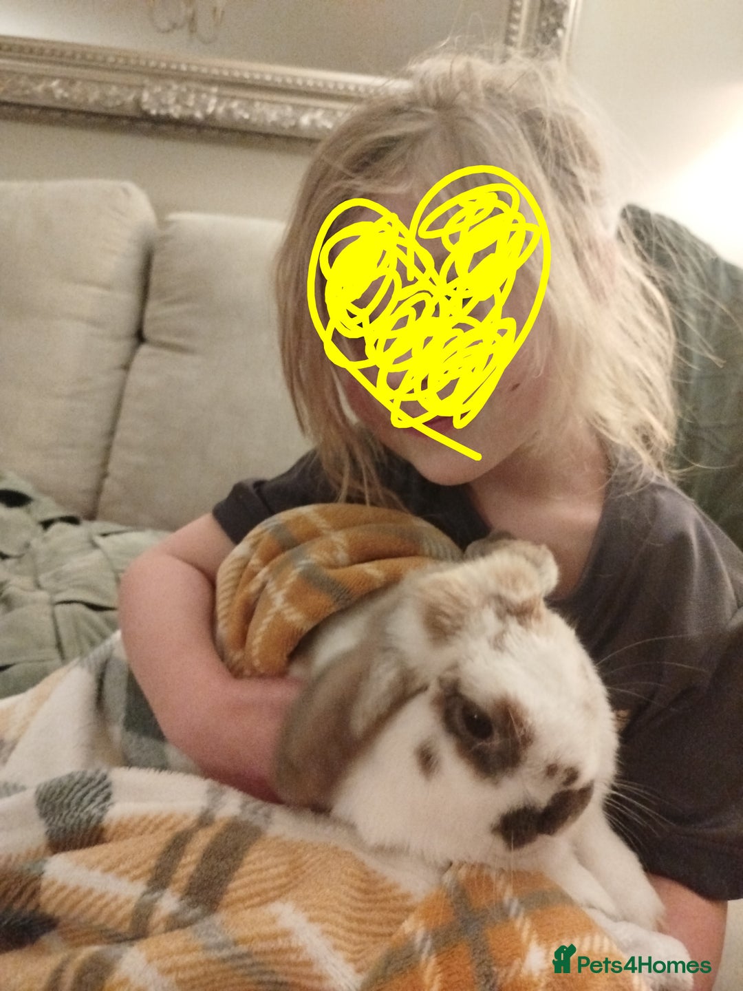 French Lop rabbits for sale: Very friendly lop eared rabbits, neutered  - Advert 4